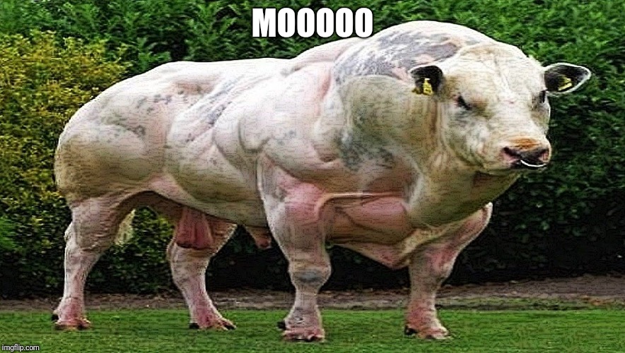 MOOOOO | made w/ Imgflip meme maker