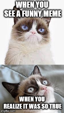 WHEN YOU SEE A FUNNY MEME; WHEN YOU REALIZE IT WAS SO TRUE | image tagged in grumpy cat | made w/ Imgflip meme maker