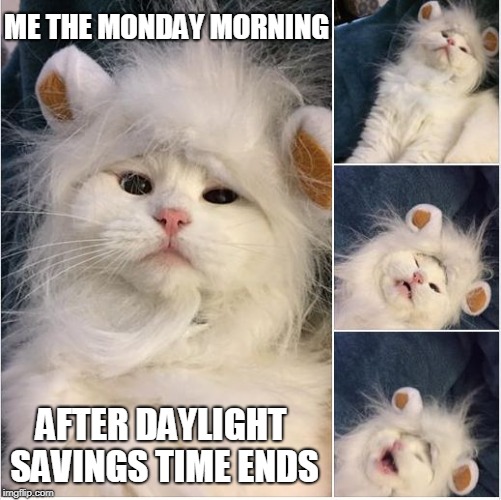 funny cat | ME THE MONDAY MORNING; AFTER DAYLIGHT SAVINGS TIME ENDS | image tagged in funny cat | made w/ Imgflip meme maker