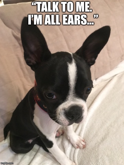 “TALK TO ME. I’M ALL EARS...” | image tagged in dog,dogs | made w/ Imgflip meme maker