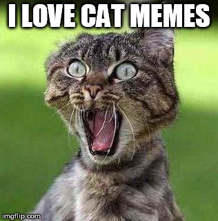 Shocked Cat | I LOVE CAT MEMES | image tagged in shocked cat | made w/ Imgflip meme maker