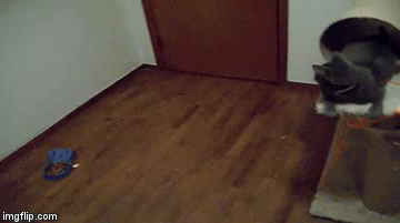 Midair Catch! | image tagged in gifs,cats | made w/ Imgflip video-to-gif maker