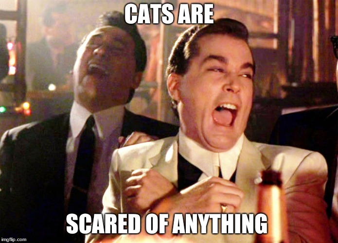 Good Fellas Hilarious | CATS ARE; SCARED OF ANYTHING | image tagged in memes,good fellas hilarious | made w/ Imgflip meme maker