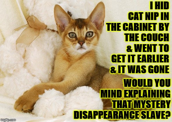 I HID CAT NIP IN THE CABINET BY THE COUCH & WENT TO GET IT EARLIER & IT WAS GONE; WOULD YOU MIND EXPLAINING THAT MYSTERY DISAPPEARANCE SLAVE? | image tagged in explain yourself | made w/ Imgflip meme maker