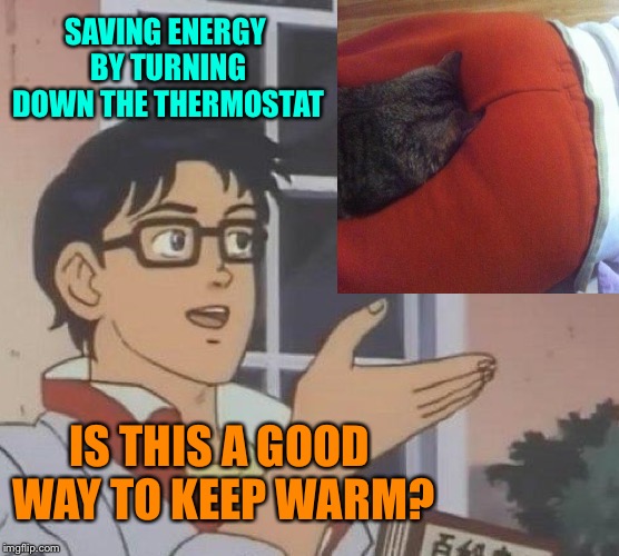 Brrrrr! | SAVING ENERGY BY TURNING DOWN THE THERMOSTAT; IS THIS A GOOD WAY TO KEEP WARM? | image tagged in memes,is this a pigeon,environmental,cat,funny | made w/ Imgflip meme maker