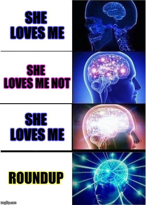 Expanding Brain | SHE LOVES ME; SHE LOVES ME NOT; SHE LOVES ME; ROUNDUP | image tagged in memes,expanding brain | made w/ Imgflip meme maker