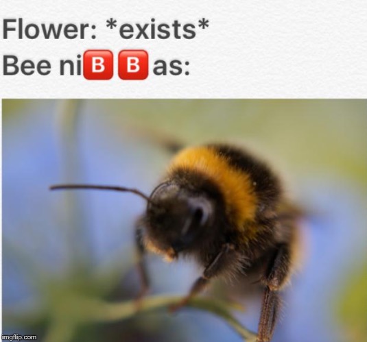 image tagged in memes,funny,flower,exists,bees,bugs | made w/ Imgflip meme maker