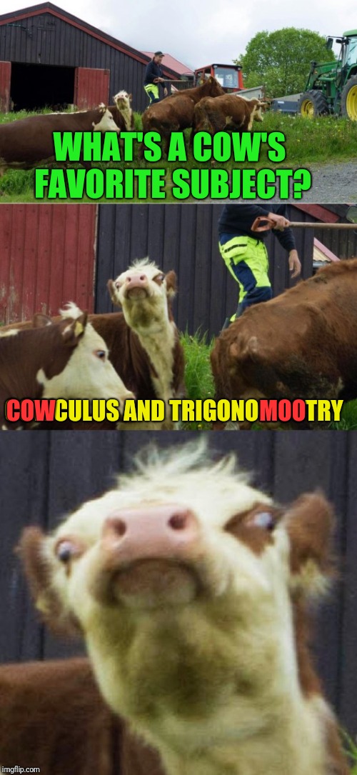 Bad pun cow  | WHAT'S A COW'S FAVORITE SUBJECT? COWCULUS AND TRIGONOMOOTRY; COW                                             MOO | image tagged in bad pun cow | made w/ Imgflip meme maker