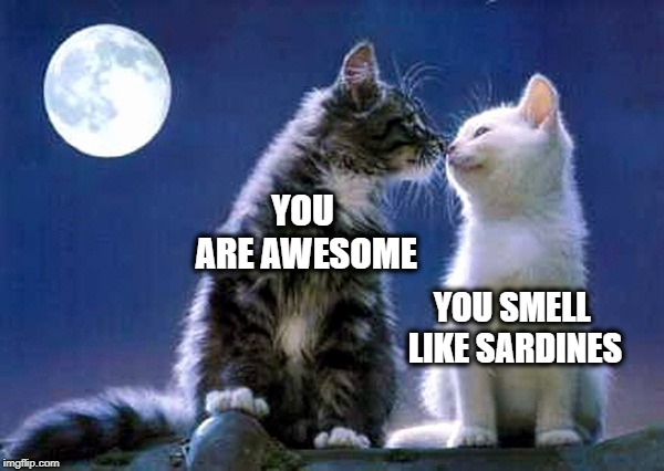 YOU ARE AWESOME; YOU SMELL LIKE SARDINES | image tagged in cats,love,i love you,sardines,smelly,smelly cat | made w/ Imgflip meme maker