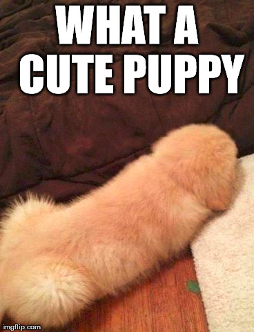 Looks like a what? | WHAT A CUTE PUPPY | image tagged in memes,totally looks like,dog,funny,furry,cute | made w/ Imgflip meme maker