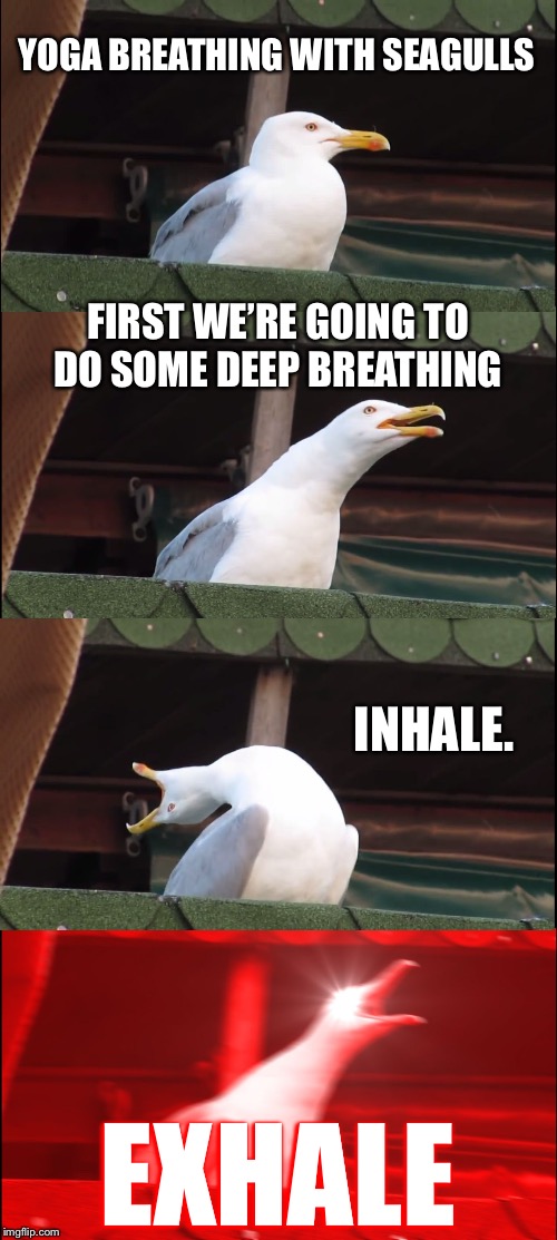 Inhaling Seagull | YOGA BREATHING WITH SEAGULLS; FIRST WE’RE GOING TO DO SOME DEEP BREATHING; INHALE. EXHALE | image tagged in memes,inhaling seagull | made w/ Imgflip meme maker