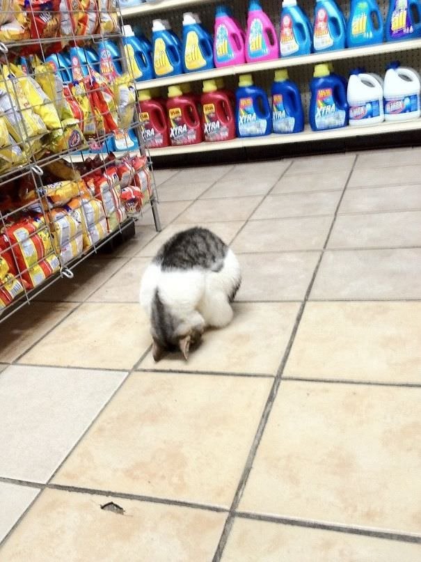 Cat bowing in store Blank Meme Template