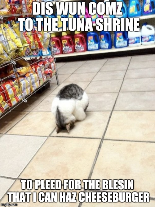 Oh, great Tuna Godz... | DIS WUN COMZ TO THE TUNA SHRINE; TO PLEED FOR THE BLESIN THAT I CAN HAZ CHEESEBURGER | image tagged in cat bowing in store,memes,i can has cheezburger cat | made w/ Imgflip meme maker