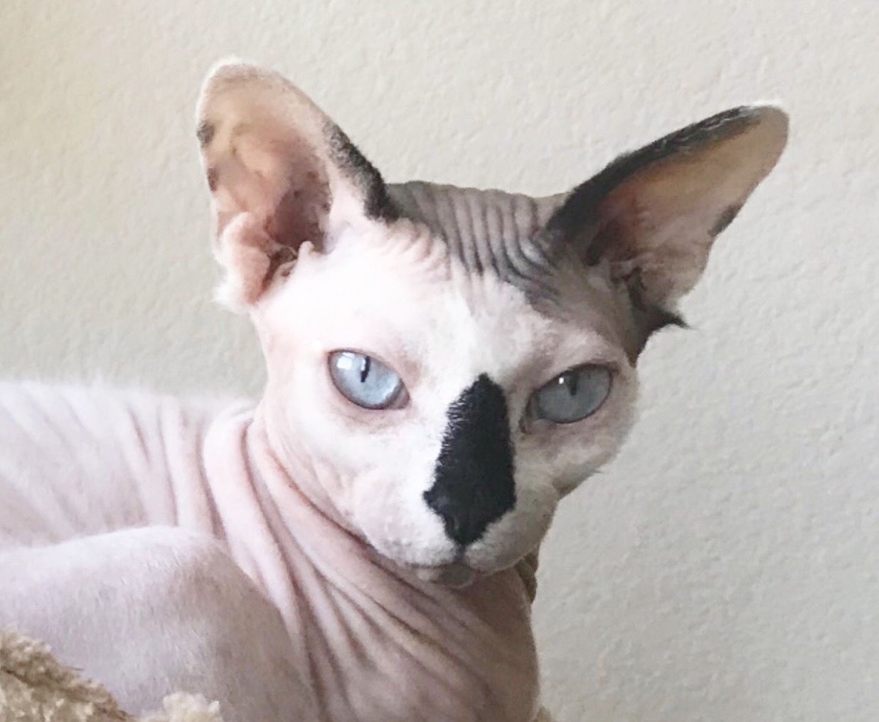 Hairless Grumpy Cat Blank Meme Template