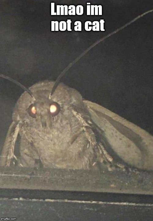 lol take this moth | Lmao im not a cat | image tagged in moth,cats,fail,lmfao,gotcha,big eyes | made w/ Imgflip meme maker