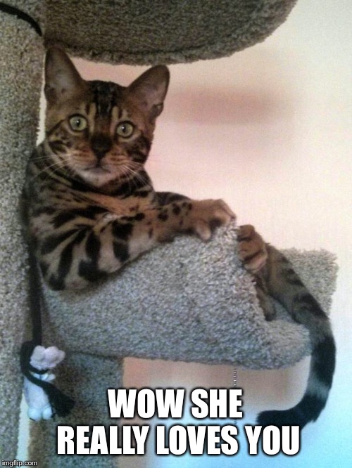 Rudy Bengal Cat Funny | WOW SHE REALLY LOVES YOU | image tagged in rudy bengal cat funny | made w/ Imgflip meme maker