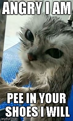 Cat + bath ==> sorrow | ANGRY I AM; PEE IN YOUR SHOES I WILL | image tagged in cat,bath | made w/ Imgflip meme maker