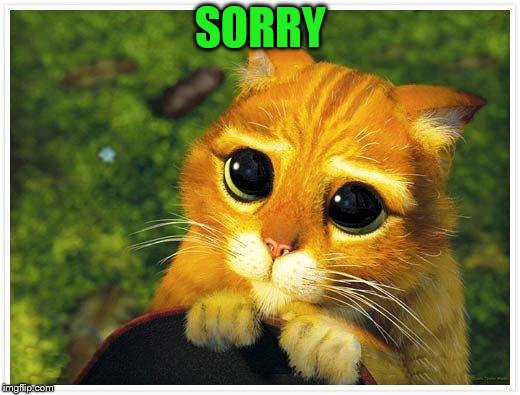 Sorry Kitty | SORRY | image tagged in sorry kitty | made w/ Imgflip meme maker