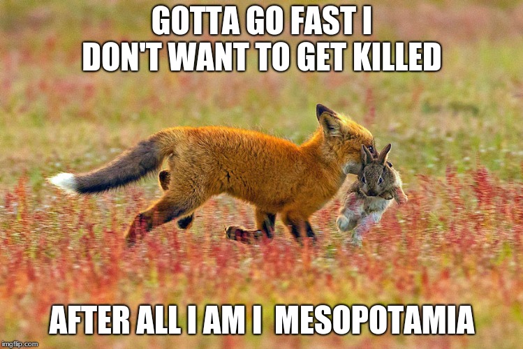 mesopotamia fox | GOTTA GO FAST I DON'T WANT TO GET KILLED; AFTER ALL I AM I  MESOPOTAMIA | image tagged in gotta go fast | made w/ Imgflip meme maker