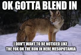 coyote blend in | OK GOTTA BLEND IN; I DON'T WANT TO BE NOTICED
LIKE THE FOX ON THE RUN IN HERE MESOPOTAMIA | image tagged in coyote | made w/ Imgflip meme maker