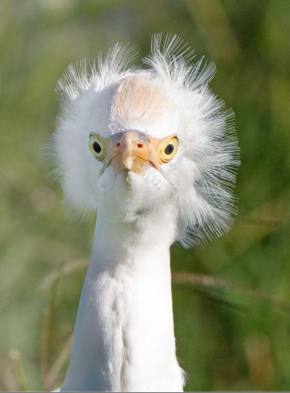 High Quality Egret Blank Meme Template