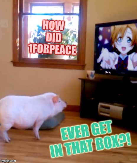 HOW DID 1FORPEACE EVER GET IN THAT BOX?! | made w/ Imgflip meme maker