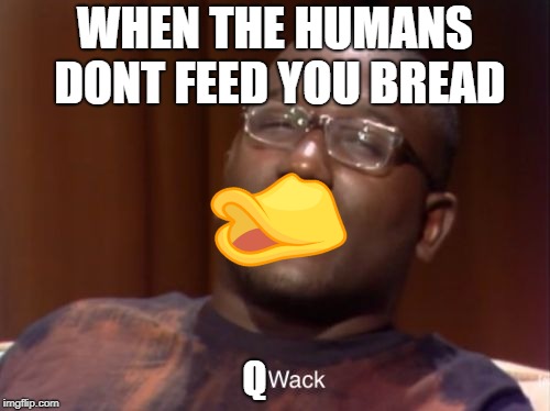 Wack | WHEN THE HUMANS DONT FEED YOU BREAD; Q | image tagged in wack | made w/ Imgflip meme maker