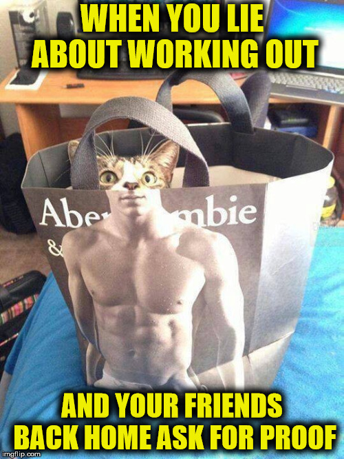 When the only thing you lose at the gym is your membership fee | WHEN YOU LIE ABOUT WORKING OUT; AND YOUR FRIENDS BACK HOME ASK FOR PROOF | image tagged in working out,cat,lies | made w/ Imgflip meme maker