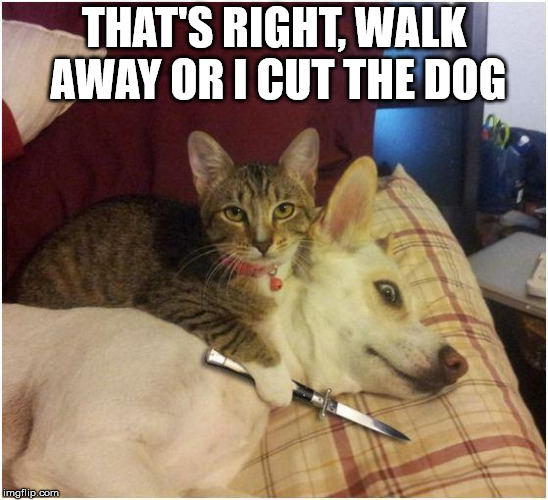 Warning killer cat | THAT'S RIGHT, WALK AWAY OR I CUT THE DOG | image tagged in warning killer cat | made w/ Imgflip meme maker