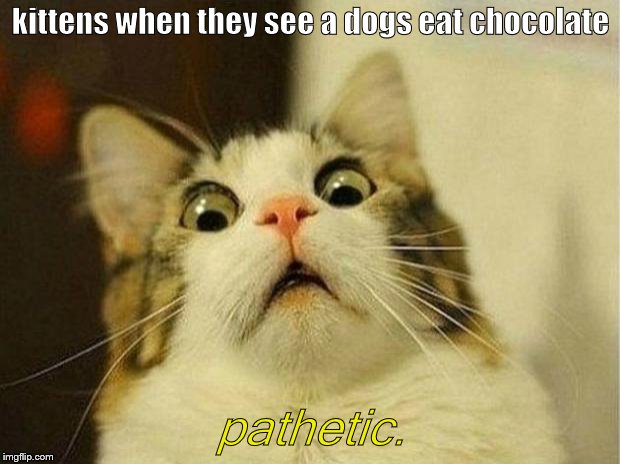 Scared Cat Meme | kittens when they see a dogs eat chocolate pathetic. | image tagged in memes,scared cat | made w/ Imgflip meme maker