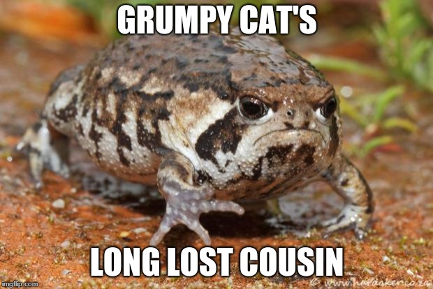 Grumpy Toad |  GRUMPY CAT'S; LONG LOST COUSIN | image tagged in memes,grumpy toad | made w/ Imgflip meme maker