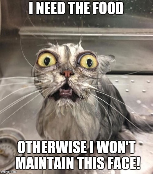 Wet Scary Cat | I NEED THE FOOD OTHERWISE I WON'T MAINTAIN THIS FACE! | image tagged in wet scary cat | made w/ Imgflip meme maker