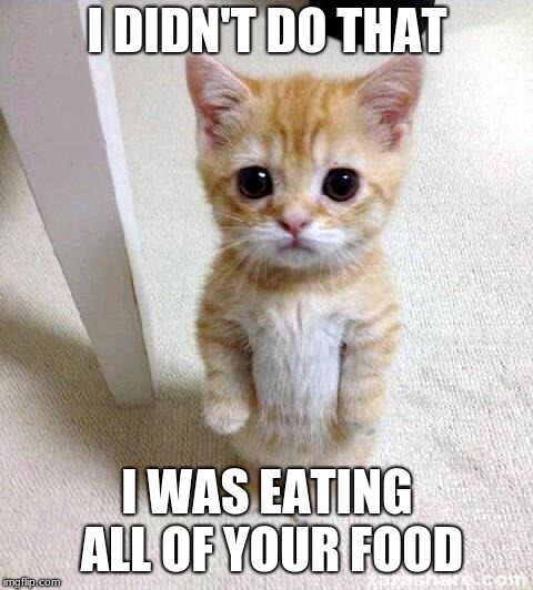 Cute Cat Meme | I DIDN'T DO THAT I WAS EATING ALL OF YOUR FOOD | image tagged in memes,cute cat | made w/ Imgflip meme maker