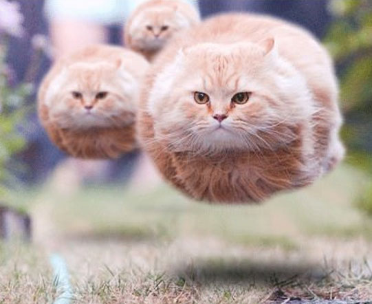 Flying cats Blank Meme Template