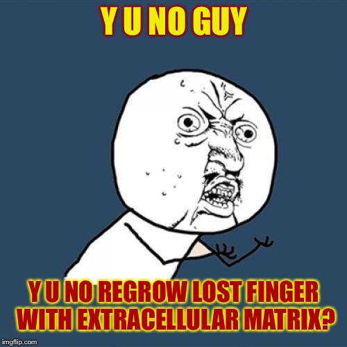 Y U No Meme | Y U NO GUY Y U NO REGROW LOST FINGER WITH EXTRACELLULAR MATRIX? | image tagged in memes,y u no | made w/ Imgflip meme maker