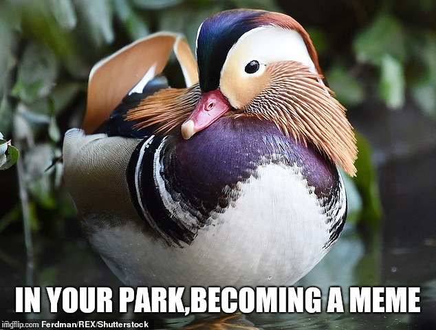 IN YOUR PARK,BECOMING A MEME | image tagged in ny central park duck | made w/ Imgflip meme maker