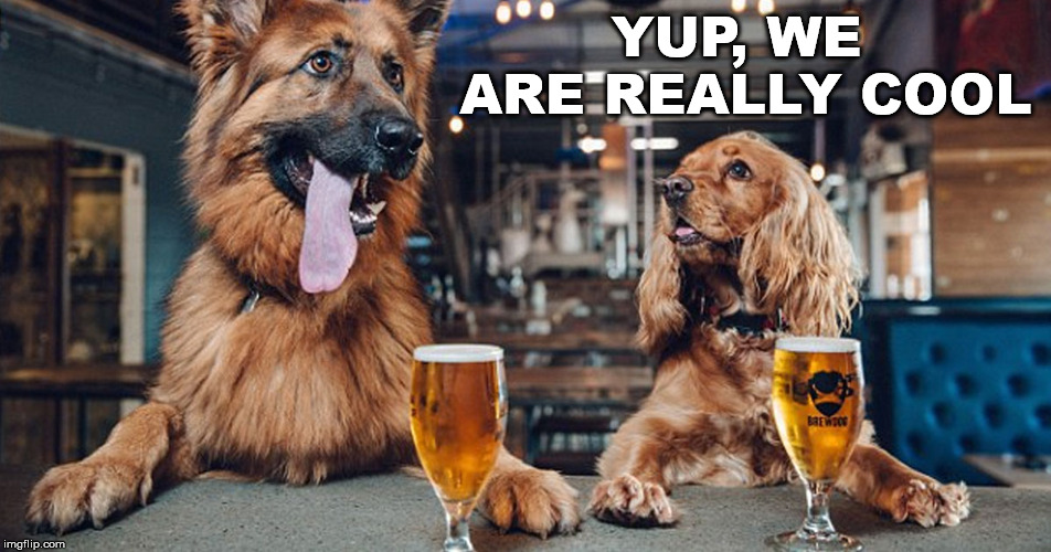 dog drinking | YUP, WE ARE REALLY COOL | image tagged in dog drinking | made w/ Imgflip meme maker