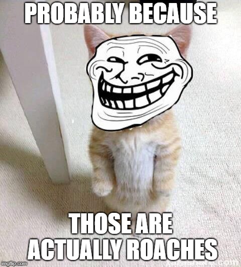 Troll Cat | PROBABLY BECAUSE THOSE ARE ACTUALLY ROACHES | image tagged in troll cat | made w/ Imgflip meme maker