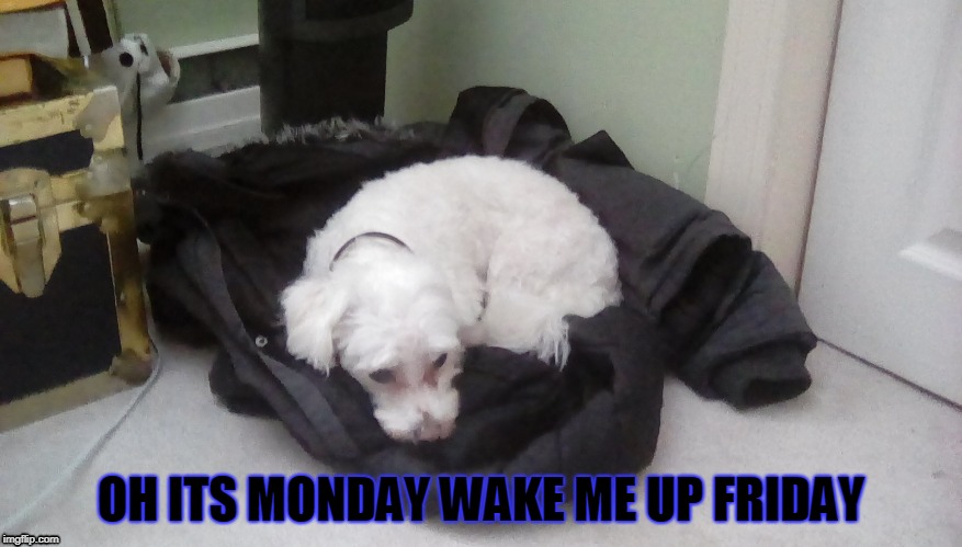 OH ITS MONDAY WAKE ME UP FRIDAY | image tagged in mondays | made w/ Imgflip meme maker