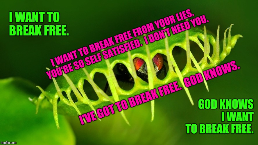 I Want To Break A Free Venus Flytrap.   (Queen Lyrics week, Oct. 25- Nov. 2nd. A Bluesoldier event) | I WANT TO BREAK FREE. I WANT TO BREAK FREE FROM YOUR LIES.  YOU'RE SO SELF SATISFIED.  I DON'T NEED YOU. I'VE GOT TO BREAK FREE.  GOD KNOWS. GOD KNOWS I WANT TO BREAK FREE. | image tagged in venus fly trap,i want to believe,freddie mercury,memes,meme,winning | made w/ Imgflip meme maker