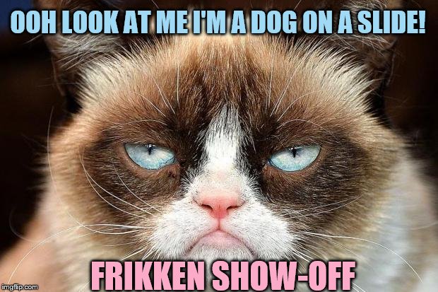 Grumpy Cat Not Amused Meme | OOH LOOK AT ME I'M A DOG ON A SLIDE! FRIKKEN SHOW-OFF | image tagged in memes,grumpy cat not amused,grumpy cat | made w/ Imgflip meme maker