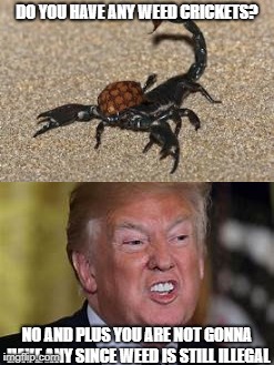 Donald Trump Meets Scumbag Scorpion | DO YOU HAVE ANY WEED CRICKETS? NO AND PLUS YOU ARE NOT GONNA HAVE ANY SINCE WEED IS STILL ILLEGAL | image tagged in donald trump memes,scorpion,dashhopes,raydog,craziness_all_the_way | made w/ Imgflip meme maker