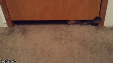 cat going under door