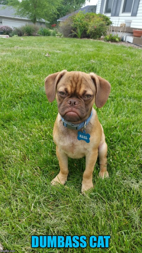 Earl The Grumpy Dog | DUMBASS CAT | image tagged in earl the grumpy dog | made w/ Imgflip meme maker