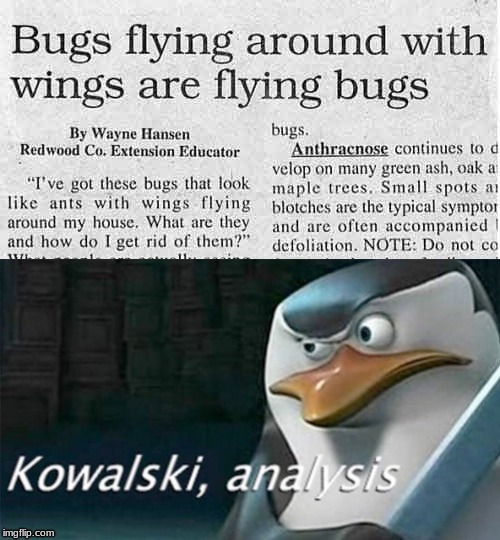 Kowalski Analysis meme bugs flying around with wings are flying bugs | image tagged in kowalski analysis,memes | made w/ Imgflip meme maker