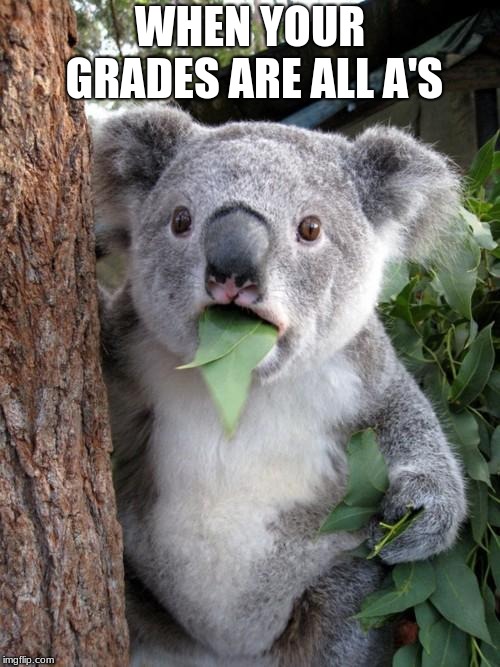 Surprised Koala Meme | WHEN YOUR GRADES ARE ALL A'S | image tagged in memes,surprised koala | made w/ Imgflip meme maker