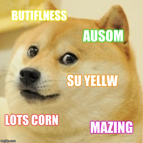 o cule | BUTIFLNESS; AUSOM; SU YELLW; LOTS CORN; MAZING | image tagged in memes,doge | made w/ Imgflip meme maker