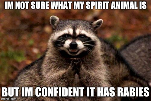Evil Plotting Raccoon Meme | IM NOT SURE WHAT MY SPIRIT ANIMAL IS; BUT IM CONFIDENT IT HAS RABIES | image tagged in memes,evil plotting raccoon | made w/ Imgflip meme maker