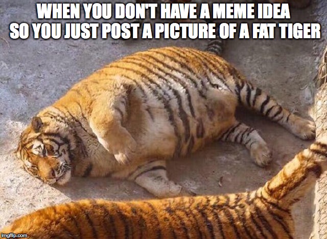 I know its sad and a real problem but if you don't think about it its fine | WHEN YOU DON'T HAVE A MEME IDEA SO YOU JUST POST A PICTURE OF A FAT TIGER | image tagged in fat tiger,tiger memes,animal memes,fat memes | made w/ Imgflip meme maker