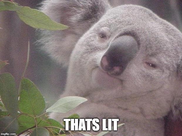 Dank Koala | THATS LIT | image tagged in dank koala | made w/ Imgflip meme maker
